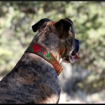 Gypsy in custom carved 2