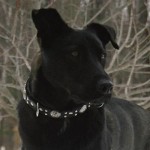 Aiden in Paco Collar
