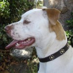 Alice Callie Collar