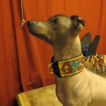X-Dog's Custom Collar
