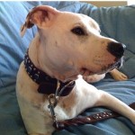 Annabelle in Pocket Leather Dog Collar and Leash