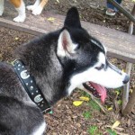 Arctic in RC Leather Dog Collar