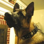 Baron in Gunther Leather Dog Collar