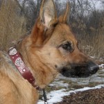 biancagooddog Bianca wearing the Sybyl Lilly Valentine Deluxe collar