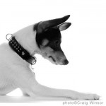 Bosie in Bosie Dog Collar