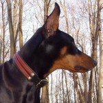 Brea in Simple Two Tone Collar