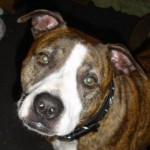 Buddy