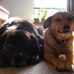 Buddy and Iggy