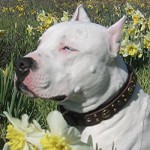 Chance in the Flowers