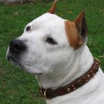 Cooper