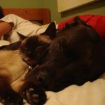Cuddle Buddies