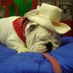 Cutest Bulldog Ever