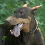 Dirty Ilsa