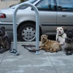 Dogs Being Good