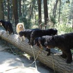 Dogs on a Log