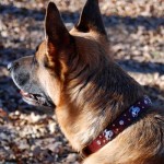 Eli in Custom Collar