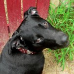 Elsie