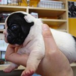 Fat Baby Frenchie
