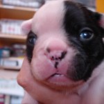 Fat Baby Frenchie Face