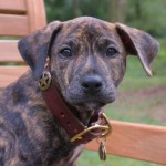 Foster Custom Leather Dog Collar