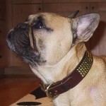 Franc in Franc Collar