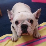 Gertie