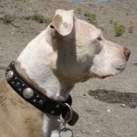 Gunther at Pyramid Lake