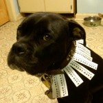 harvey_advertising_solution_leather_dog_collar walking billboard
