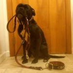 harvey custom leather celtic dog collar and leash harvey custom leather celtic dog collar and leash