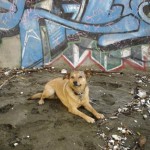 Iggy and Graffiti