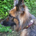 Kai in Isaboo Leather Dog Collar