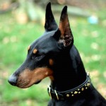 kylee_berlin_custom_leather_dog_collar