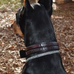 luciano1_custom_leather_dog_collar