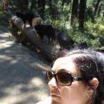 Me and Dogs on a Log