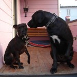 Midget and Giant