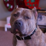 mr biggs in the Uba, custom leather skull dog collar mr biggs in the Uba, custom leather skull dog collar