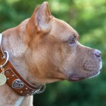 nester_custom_leather_dog_collar nester custom leather celtic heart dog collar
