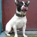 Nestor Licking Himself