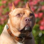 nestor_sybyl_custom_leather_dog_collar nestor sybyl custom leather celtic heart dog collar