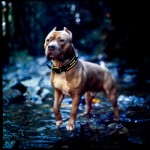 oli custom leather studded leather dog collar oli custom leather studded leather dog collar