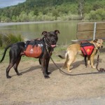 Paco and Iggy and Backpacks