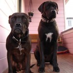 Paco and Moses Same Size