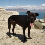 Paco at Pyramid Lake