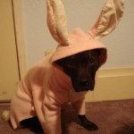 Paco Bunny