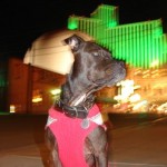 Paco in Reno