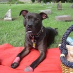 Paco in the Cemetary