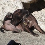 Paco Licking Himself
