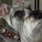 Pepper