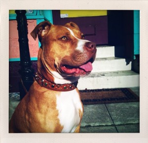 dexter in green pbrc leather dog collar