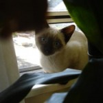 Pirate in the Window